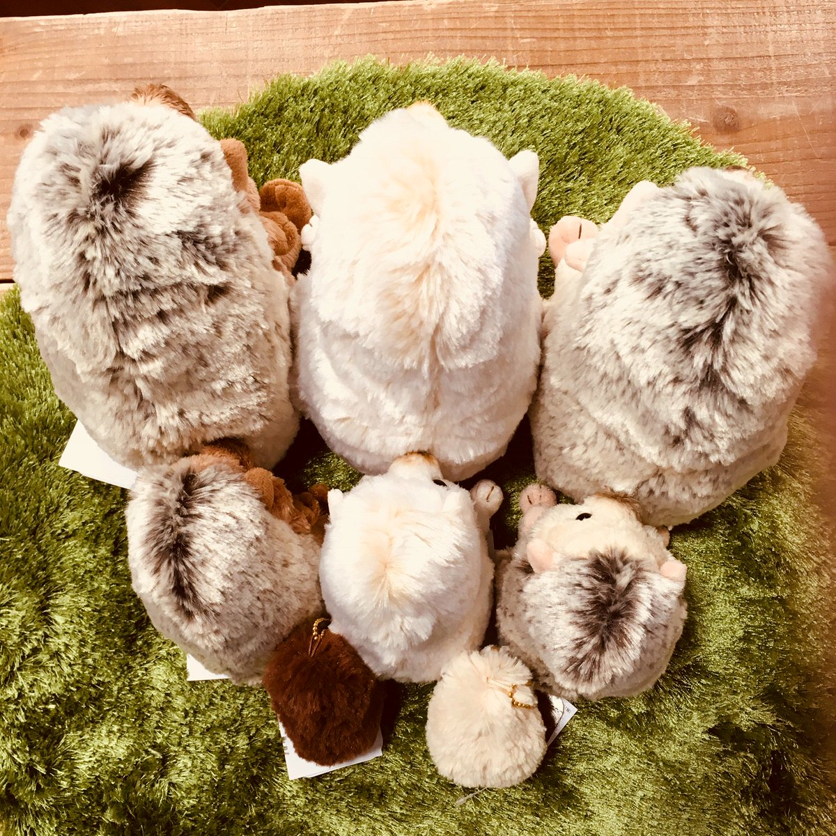 モールハリネズミちゃん 桜🌸とハリネズミ🦔 model ； Abby 桜見てたら、誰かの「くしゃみ」の