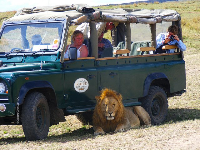 MaraIntrepids's tweet photo. Mara Intrepids brings with it best moments you will ever experience on a game drive. Don't miss it. Be sure to catch all the action with #MaraIntrepids #whyilovekenya #tembeakenya. https://t.co/r2QlomnFUY