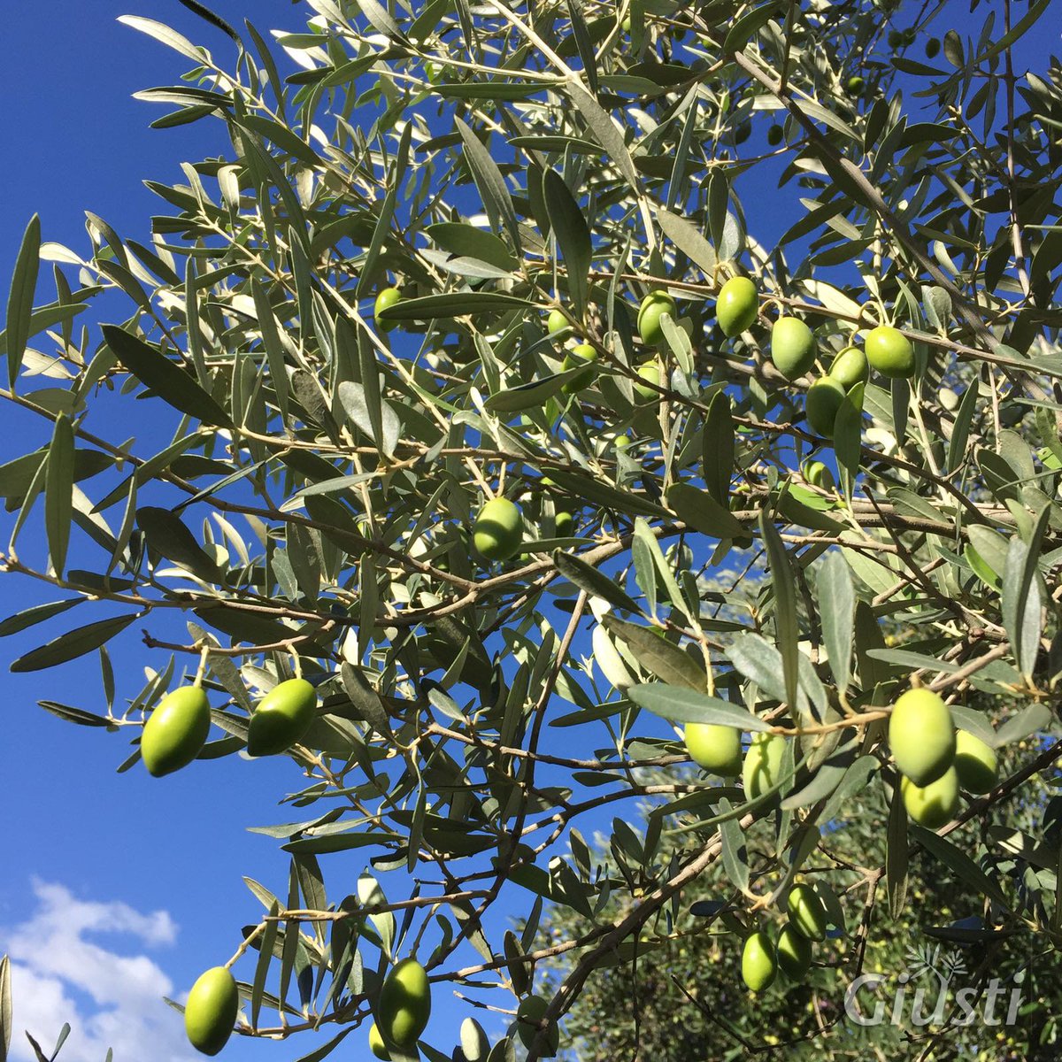 _ComOlio's tweet photo. [Mese del produttore]
⏩ Olio Giusti​
Una donna, un’oliva rara, una passione.
Tre parole per descrivere l’azienda Giusti. Guidata da Roberta che si prende cura di 6 ettari di uliveti nella piana del Volturno https://t.co/pxRcb890iF