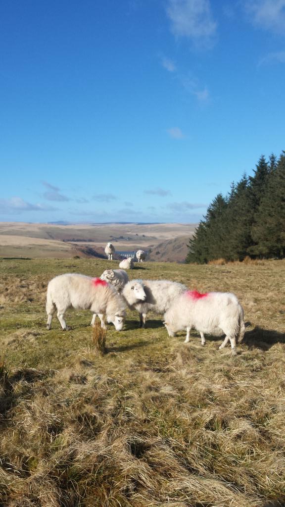 xSorchaLewisx's tweet photo. Ohhhh feeling cold on hill with sheep on Mon. ....keep hearing nothing compared what's to come next week....#logsonfire #wrapupwarm @TheElanValley https://t.co/kVVsD9apQw