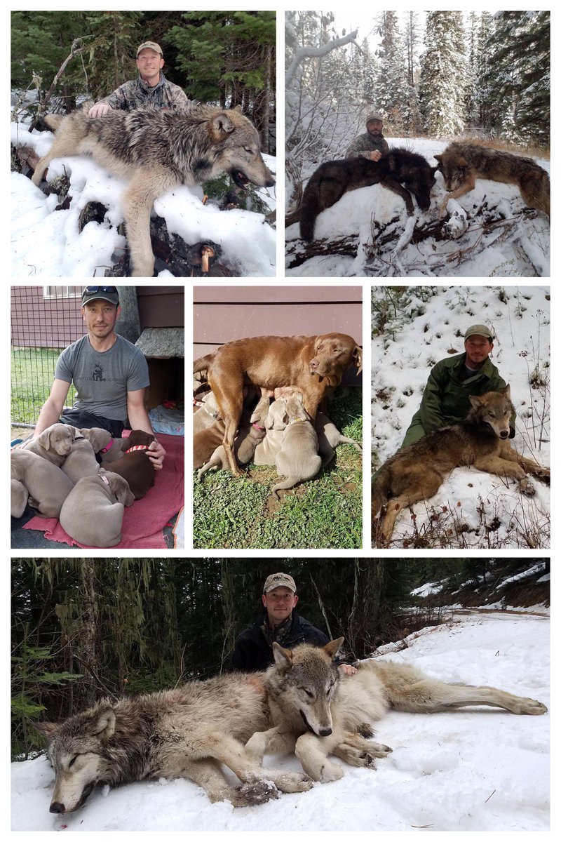Htth16Htth's tweet image. Justin Webb, guide at Clark Fork Outfitters, loves his dogs, but quite happily murders wolves...facebook.com/HTTHBanTrophyH…

#StandForWolves #StopKillingWolves #StopKillingPredators #BanTrophyHunting #BanTrophyKilling