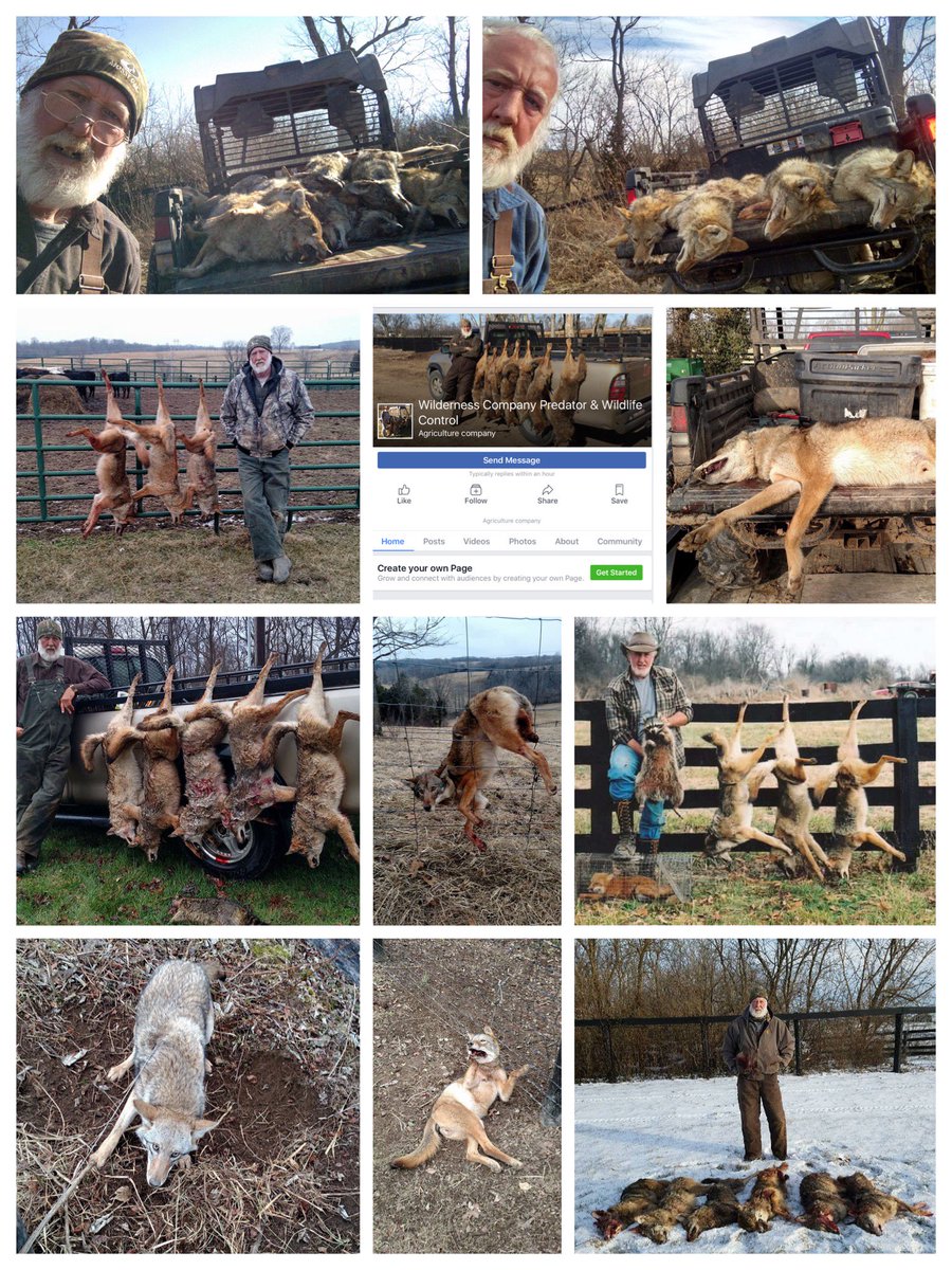 Htth16Htth's tweet image. Americans destroying their wildlife goes hand in hand with Americans killing each other. Wilderness Company Predators &amp;amp; Wildlife Control...facebook.com/HTTHBanTrophyH…

#StopKillingCoyotes #StopKillingPredators #BanTrophyHunting #BanTrophyKilling #BanTrappingandSnaring #SayNoToFur