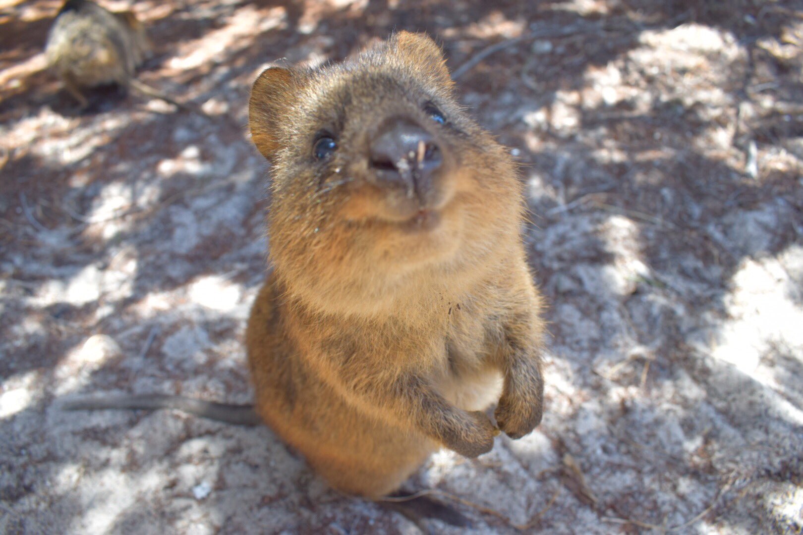 しゃおき 異常なかわいさ クォッカワラビー クアッカワラビー うう かわいい 癒される T Co 8ndhhqscit Twitter