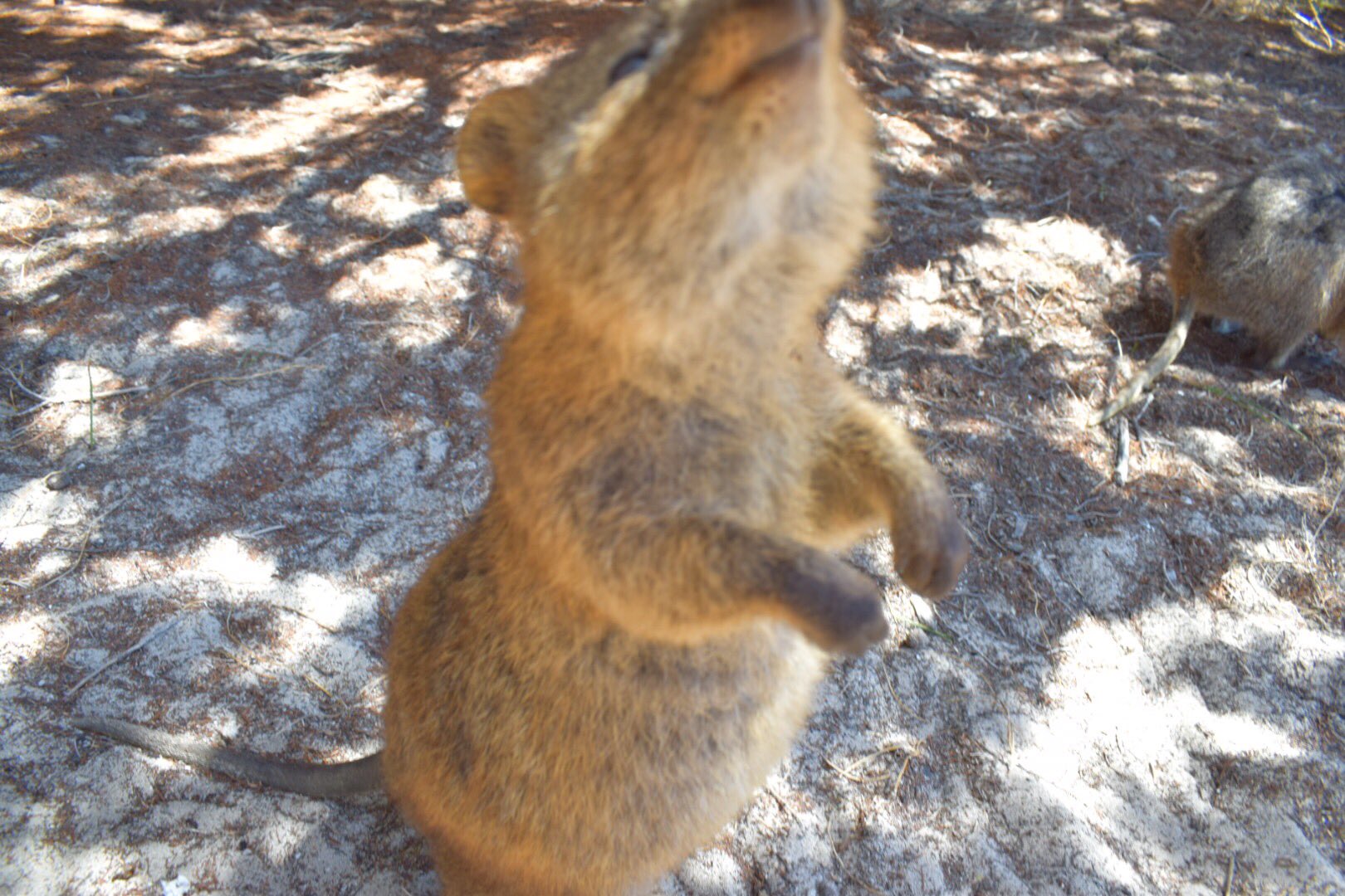 しゃおき 異常なかわいさ クォッカワラビー クアッカワラビー うう かわいい 癒される しゃおき 異常なかわいさ クォッカワラビー クアッカワラビー うう かわいい 癒される