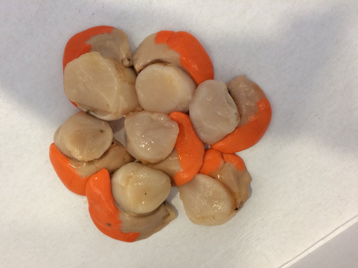 dorset snails (Dorset_snails) Twitter