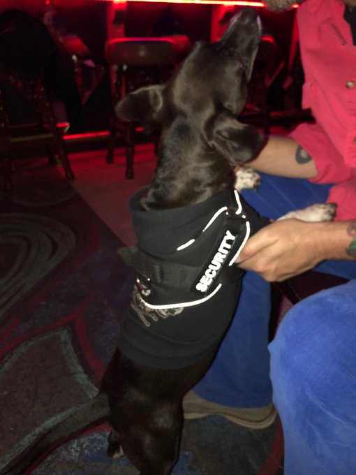 @kmb3476 I didn’t know pups were allowed at the bar! https://t.co/I6PdVBdEgg