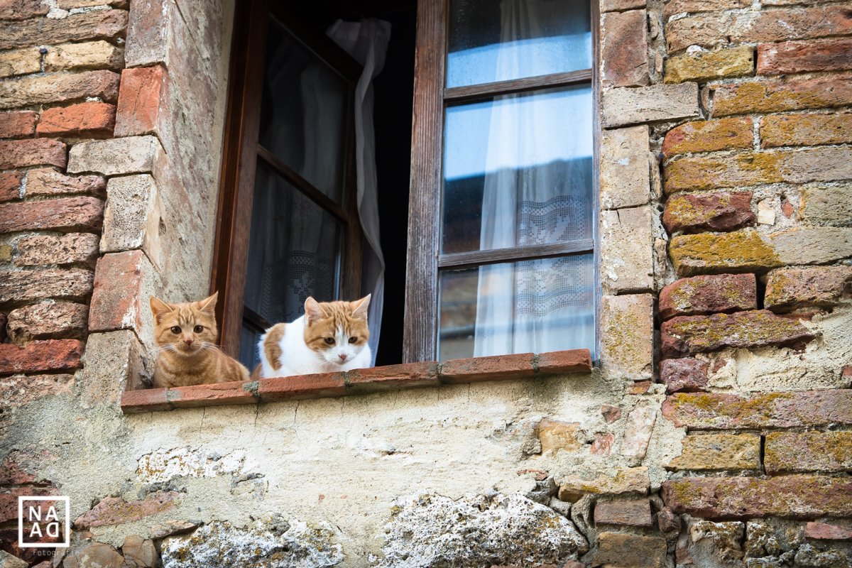 NaDaFotografie's tweet photo. Curious #cats from #Vignoni, Val d'Orcia | Check our fb page: https://t.co/zLz3v9UOv4 | #NaDaFotografie | #vignonialto #valdorcia #Tuscany #Italy #Sanquiricodorcia @ufftursqdo @Valdorcialife @ToscanaDiscover @VisitTuscanyIT @intoscana @VisitTuscany #catsofinstagram #cats 🐱 https://t.co/fRqFPmSNAl