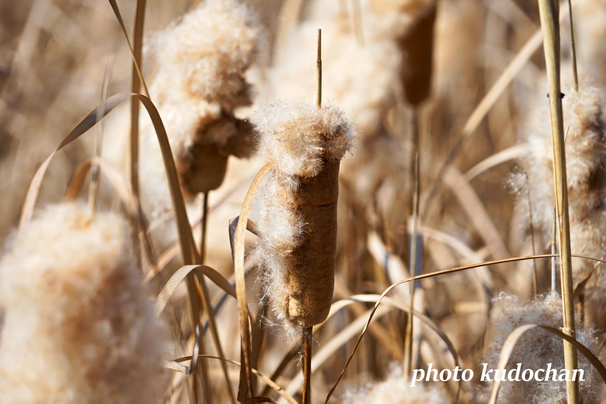 Kudochan ガマの綿毛 フランクフルトみたいな穂から 綿毛が飛び出していました ガマ 写真が好き