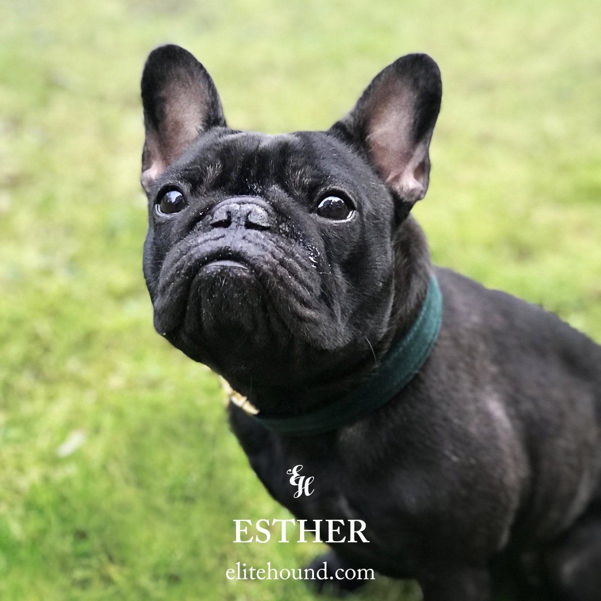 Meet the irresistible Esther wearing Elite Hound's Green Velvet Collar.