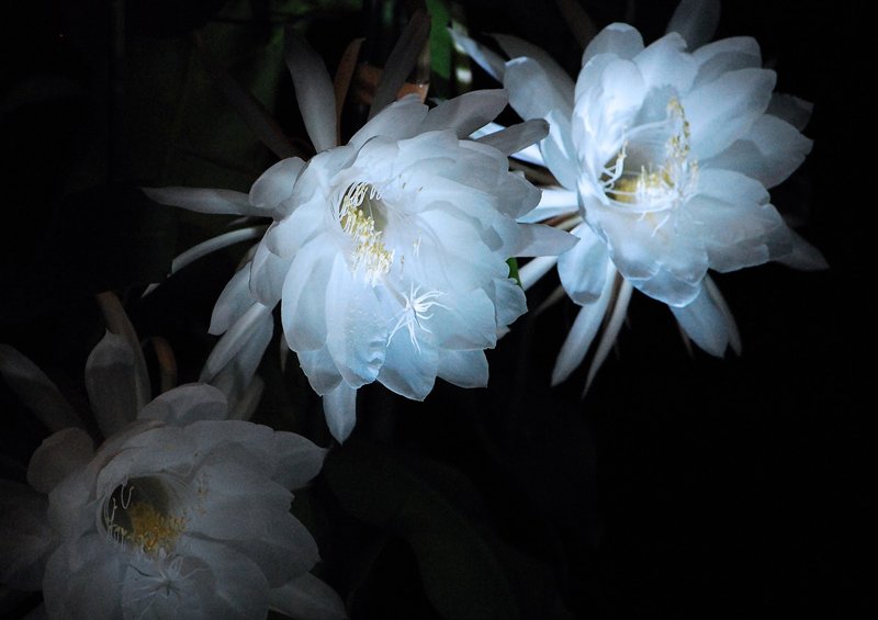 切ない花言葉 A Twitter 月下美人 夕方に咲き始めて翌朝にはしぼんでしまう儚さを感じる花 花言葉は 儚い恋