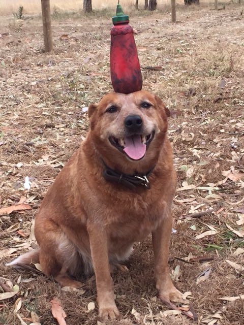 Fencing contractors working near house yesterday, sent through this pic last night. Clearly they found it amusing to balance the oil bottle on an old dogs head. #BoredAtWork