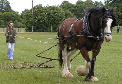 CityCorpHeath's tweet photo. Shire horses will be on Hampstead Heath on Sunday (25 Feb) helping with the restoration of ground, by chain harrowing, after the cross country. If you want to see them up close they will be in front of the Hive at 1pm. Please keep dogs under control around horses. https://t.co/GWh6JbRHK4