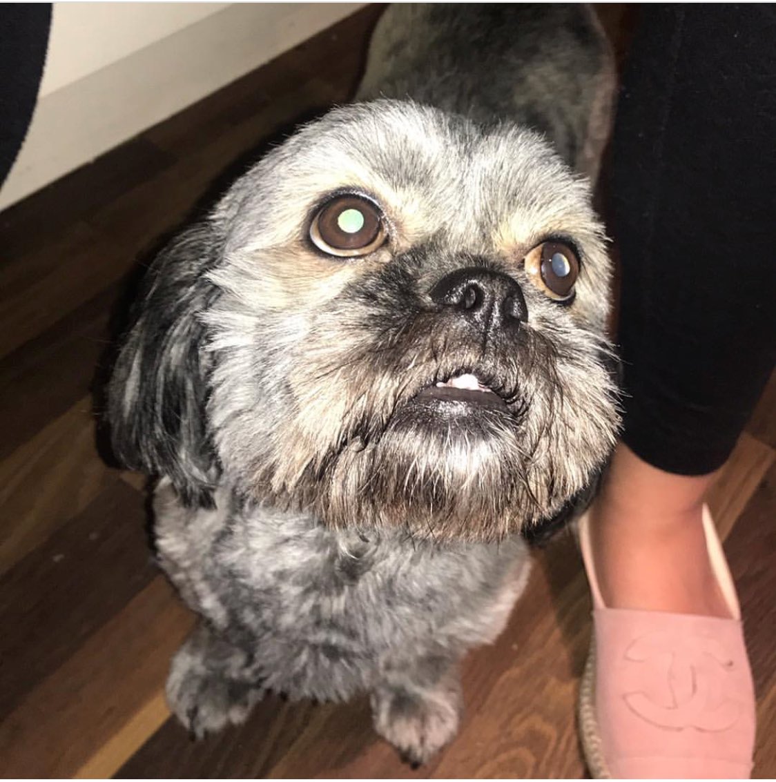 MyLittlePups (@UnothingIowe) / Posts / X