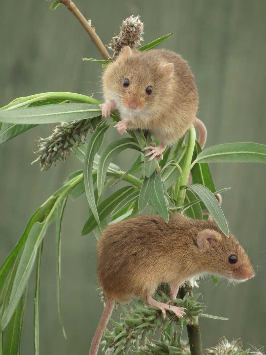 HarvestMiceDVN's tweet photo. One of the most common questions project officer @PeteMRCooper has been asked by volunteers is how they can effectively manage their land without discouraging harvest mice. In this blog, Pete lays out some of the best advice for landowners. https://t.co/TIyJaLaZFZ https://t.co/JhlkvXQChn
