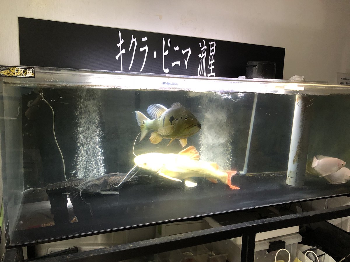流星group Aquashop 流星 در توییتر 水槽が売れましたので 個体の移動をします プラチナは70 超えてました ピニマは54 55 アクアショップ流星 プラチナレッドテールキャット ピニマ