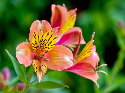 希望の花言葉 على تويتر アルストロメリア 花言葉は 未来への憧れ これは花びらの鮮やかな色や斑点模様の様子から連想されてつけられました