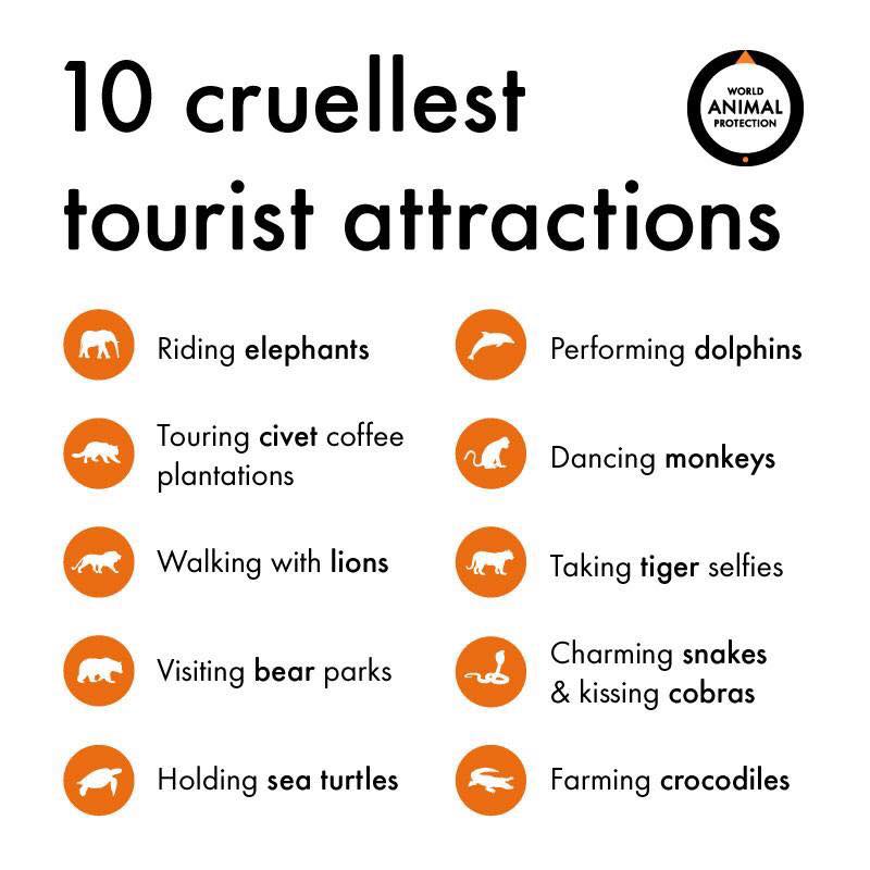 ke_thompson's tweet photo. If you can ride, hug or have a selfie with a wild animal, then you can be sure it is suffering abuse. Think first! Find out more about the world's cruelest wildlife entertainment attractions!! @MoveTheWorldUK @MoveTheWorld https://t.co/cRK8oe4L2A