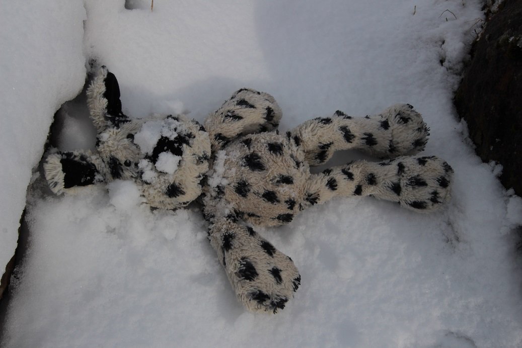 I showed Lottie how to make snowballs and we had a snowball fight!  Bad idea - Lottie is a much better aim than I am!  Ouch!

#jellycat #cuddlytoys #cuddlytoysoftwitter #stuffedtoys #stuffedtoysoftwitter #Knitted #knittedanimals #leopard #snow #snowfun #dalmatian