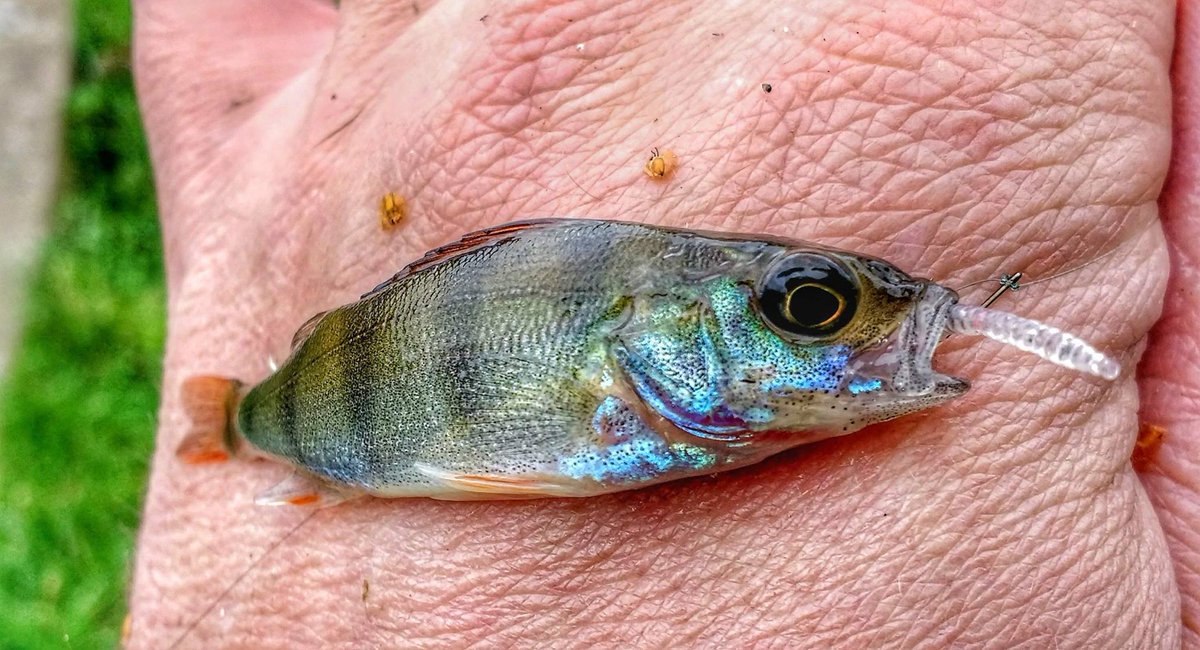 Who is going to be using Ecogear lures this weekend? 👌  #Ecogear #Fishing #LureFishing