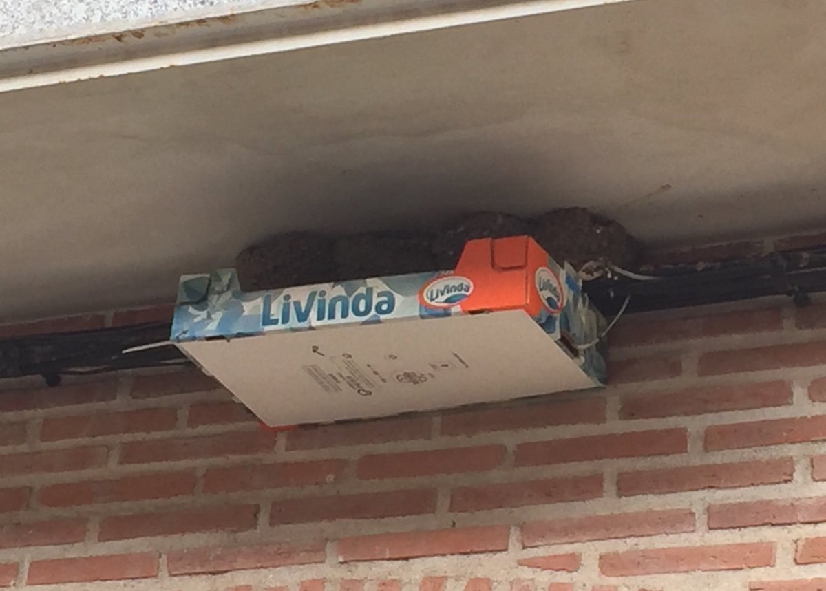 avetarda_'s tweet photo. Pronto llegarán nuestros vecinos los aviones a criar en nuestras fachadas y este vecino ya está prevenido . Dando ejemplo👏🏻👏🏻👏🏻 #housemartin https://t.co/JgT3Nk91H0