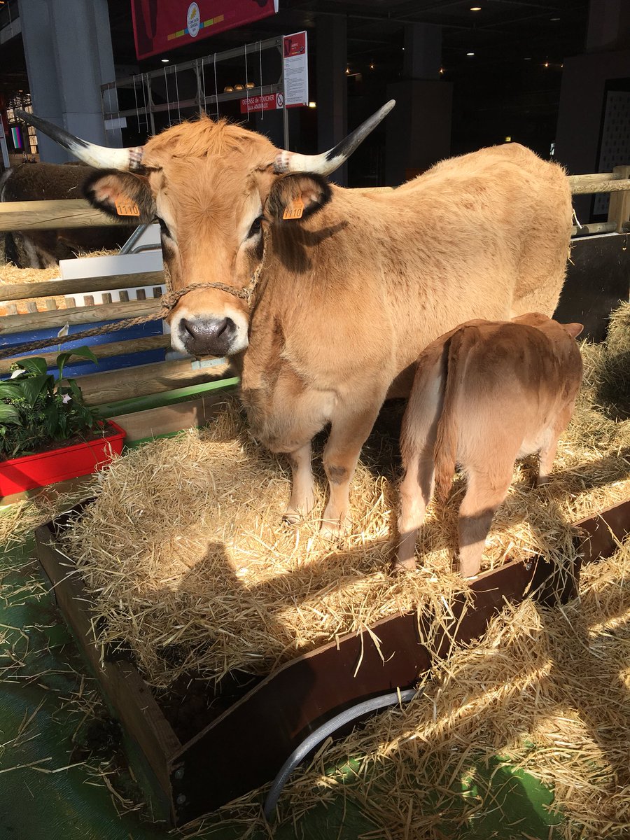 Salon International de l'Agriculture tweet media