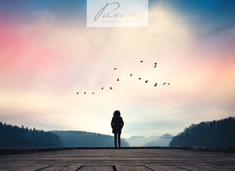 „In der Ruhe liegt die Kraft“ – so der Volksmund und Recht hat er.
Warum, erfährst Du hier: pascoe.de/service/newsle…