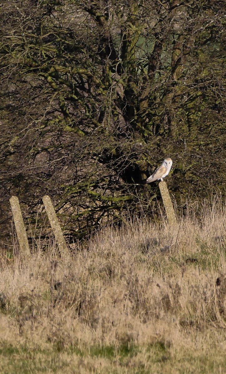 V1llage_1d1ot's tweet photo. @RSPBFens @RSPBintheEast A trip to #eldernell yesterday to see the shorties. #nenewashes #Cambridgeshire https://t.co/xxUYze4QLP