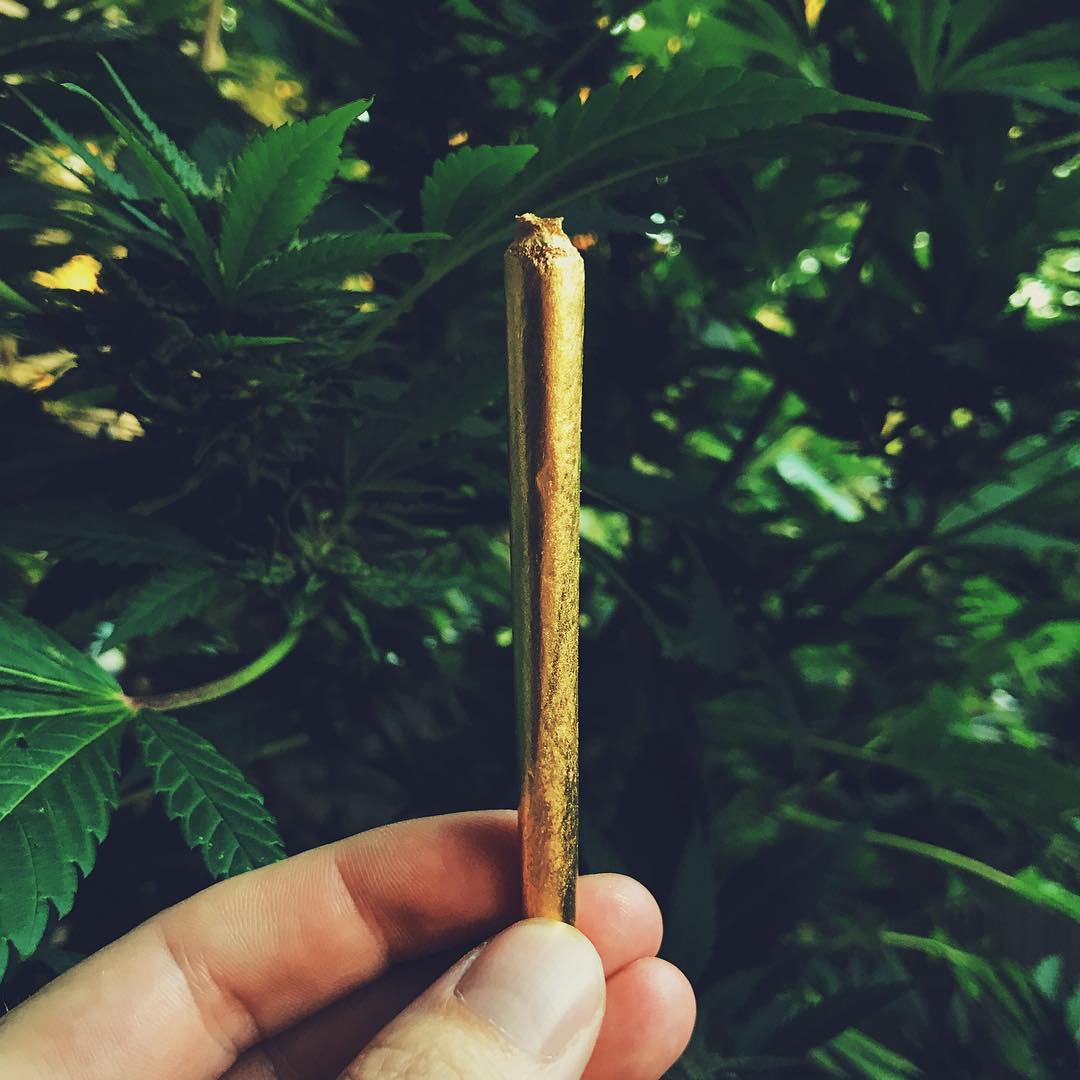 WeedmapsEs's tweet photo. Arrancamos este fin de semana por todo lo alto.
¡Feliz viernes para todos!
📸 @stoner.bazaar
#fridayfeeling #weedkend #joint #jointme #smokingtime https://t.co/HJ8eRpkgSm