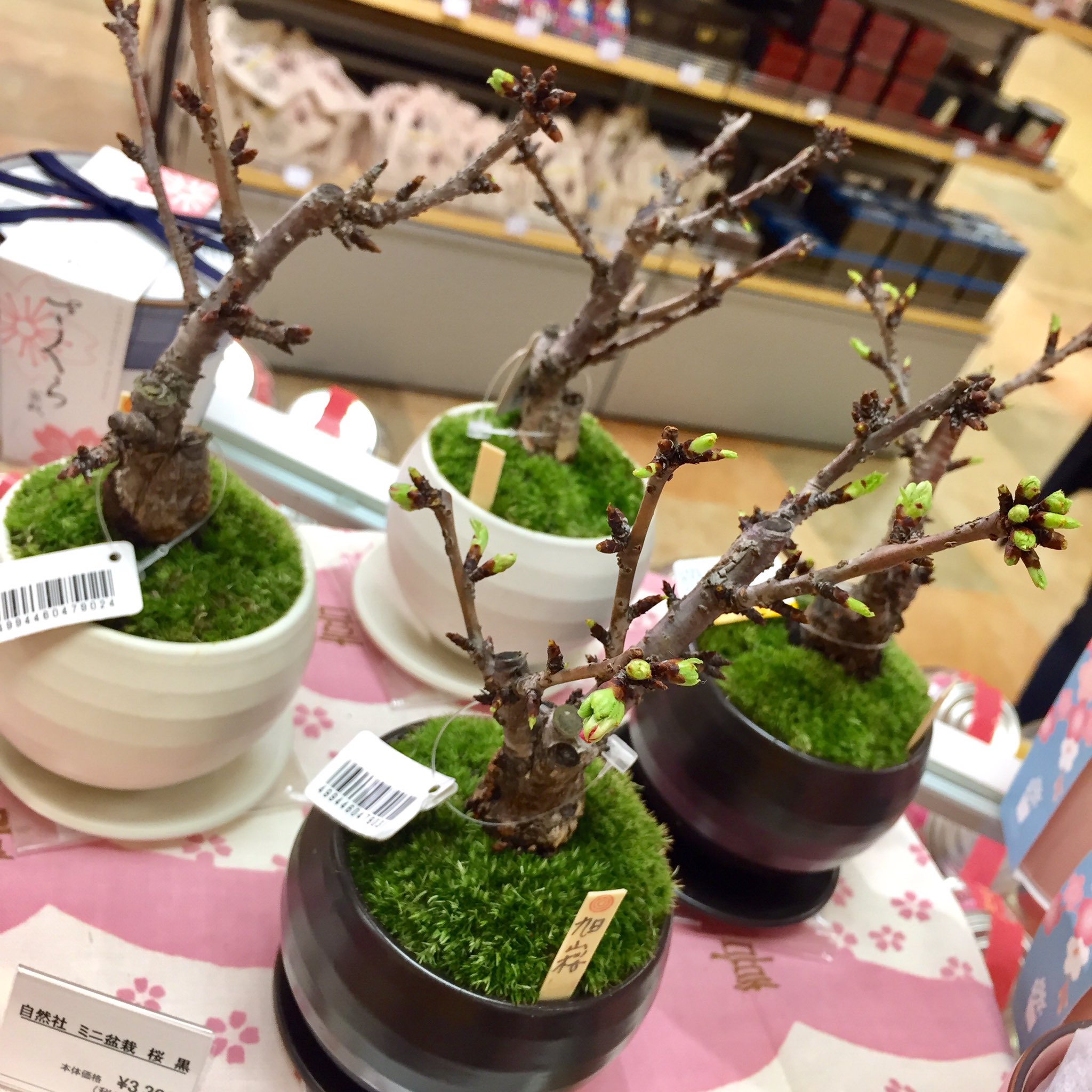 横浜ロフト 桜のミニ盆栽の芽がやわらかくなってきました 毎日楽しみに水やりをしています 桜 盆栽 横浜ロフト 桜のミニ盆栽の芽がやわらかくなってきました 毎日楽しみに水やりをしています 桜 盆栽