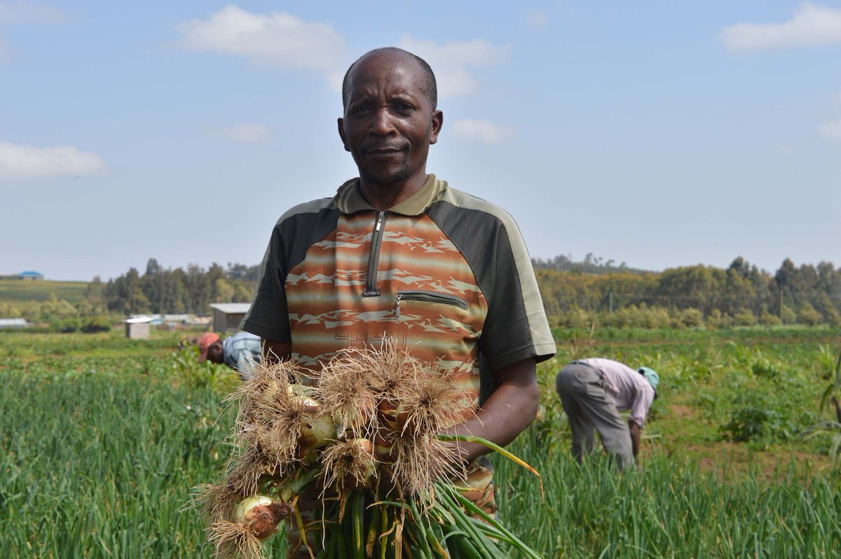 SeedsOfGoldKE's tweet photo. Testing your soil before planting helps you determine whether your soil has the right nutrients for the crop you intend to plant. @Koppert @kenyaseed @tnblkenya #KilimoBiashara #SeedsofGoldKitale https://t.co/w7dFWsrUyG