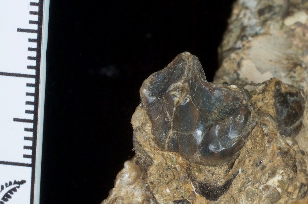 dcpaleo's tweet photo. Holotype tooth of the small Antarctic #astrapothere Antarctodon, one of the few endemic South American ungulates found outside that continent. Check out my latest blog for more on #Eocene #mammals from #Antarctica. #FossilFriday @museodelaplata https://t.co/uErwfOQecv https://t.co/pVOHJeyVkN