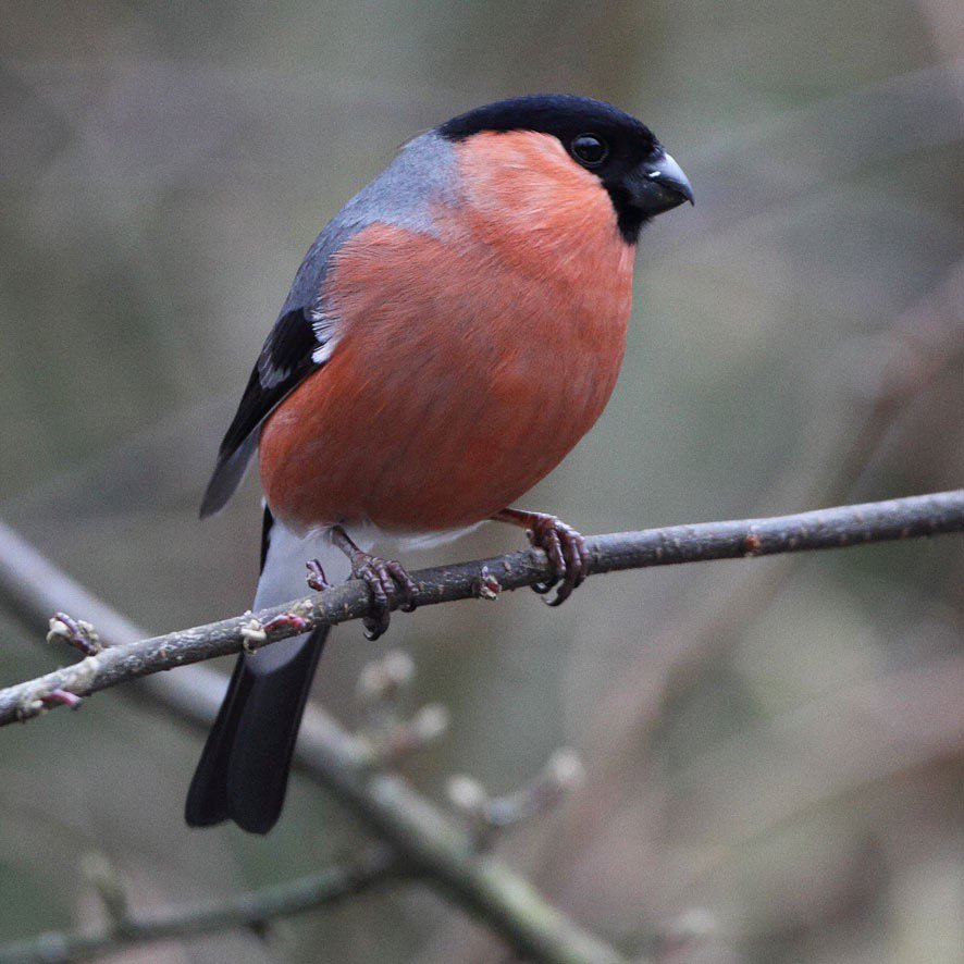 RT @keithscovell3: Lovely to see this male Bullfinch @Leighton_moss right outside the cafe. @wildlife_uk