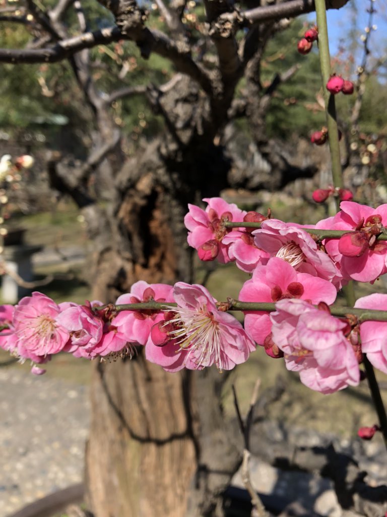 LEDFORHORTI's tweet image. My suggestion to the violent gun shooting is as this:
1. Use 5 years to make gun digitally identifiable to the only owner. The owner will be responsible for the usage of the gun, whether it’s him or others to use it.
2. Limit the quantity of each person’s purchase to one only.