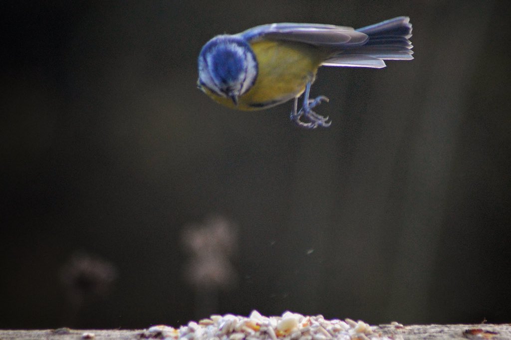 RT @AlHatto26: @BBCSpringwatch @Natures_Voice @wildlife_uk “I spy food... stoooopppppp!”