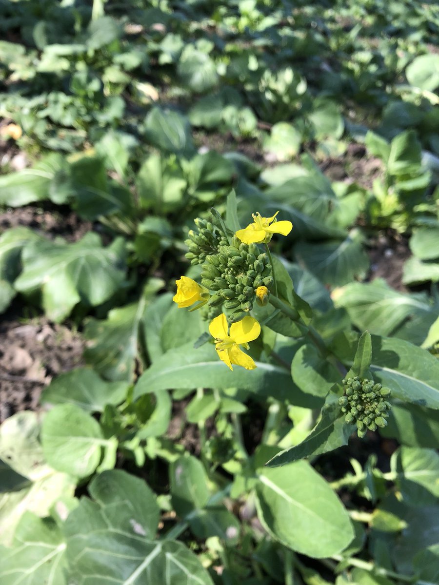 LEDFORHORTI's tweet image. If he want to change another gun, he need to trade in the old ones.
For those who has inherited guns he needs to surrender all the bullets, and apply device to lock the trigger so it will not be used in the future