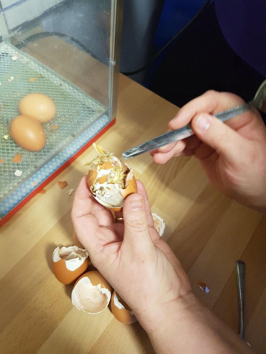 Sevenhills___'s tweet photo. #plgclyde had to rescue one of their struggling chicks to get out of her shell. New little chick had to be bathed and dried and put in the incubator with a friend #survival #caringforlivingthings #clydeschicks https://t.co/604Xd3p82w