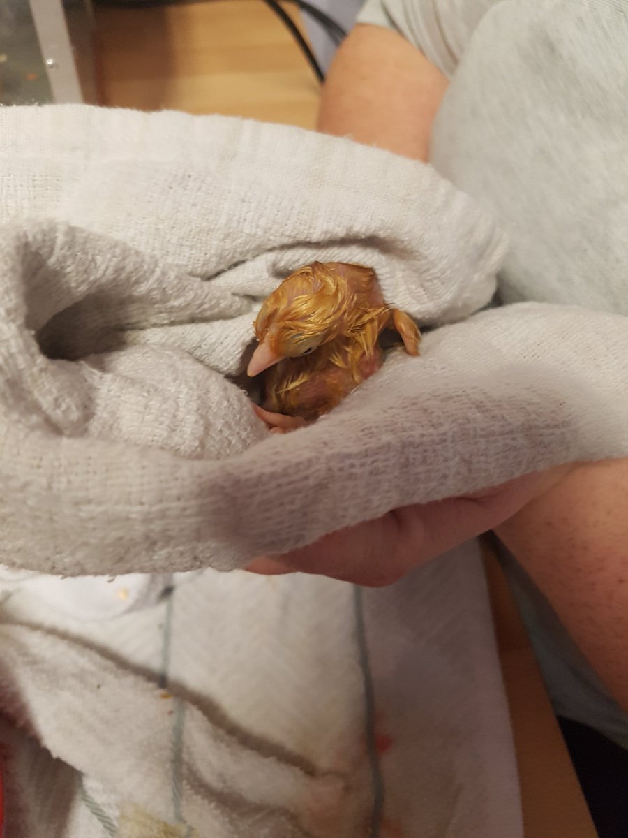 Sevenhills___'s tweet photo. #plgclyde had to rescue one of their struggling chicks to get out of her shell. New little chick had to be bathed and dried and put in the incubator with a friend #survival #caringforlivingthings #clydeschicks https://t.co/604Xd3p82w