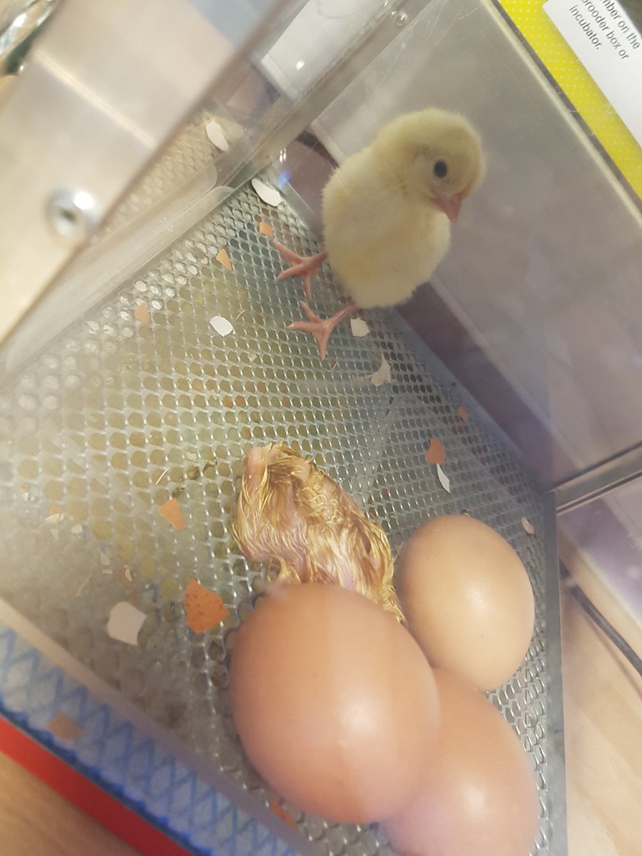 Sevenhills___'s tweet photo. #plgclyde had to rescue one of their struggling chicks to get out of her shell. New little chick had to be bathed and dried and put in the incubator with a friend #survival #caringforlivingthings #clydeschicks https://t.co/604Xd3p82w