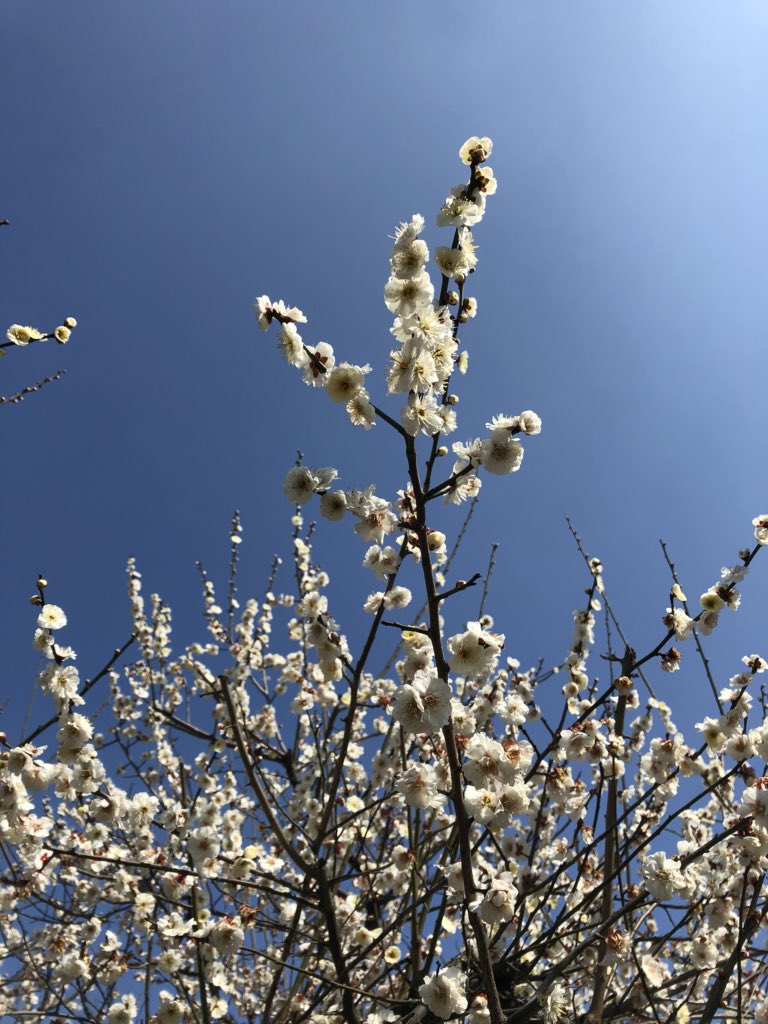 LEDFORHORTI's tweet image. Apply creditability to gun purchase. Add special tax on it. Each gun has special digital marks. No black market guns are allowed. And many more.
Jobless people with little tax payments cannot buy guns. In another word, anti social cannot hold custody of guns. If he steel then