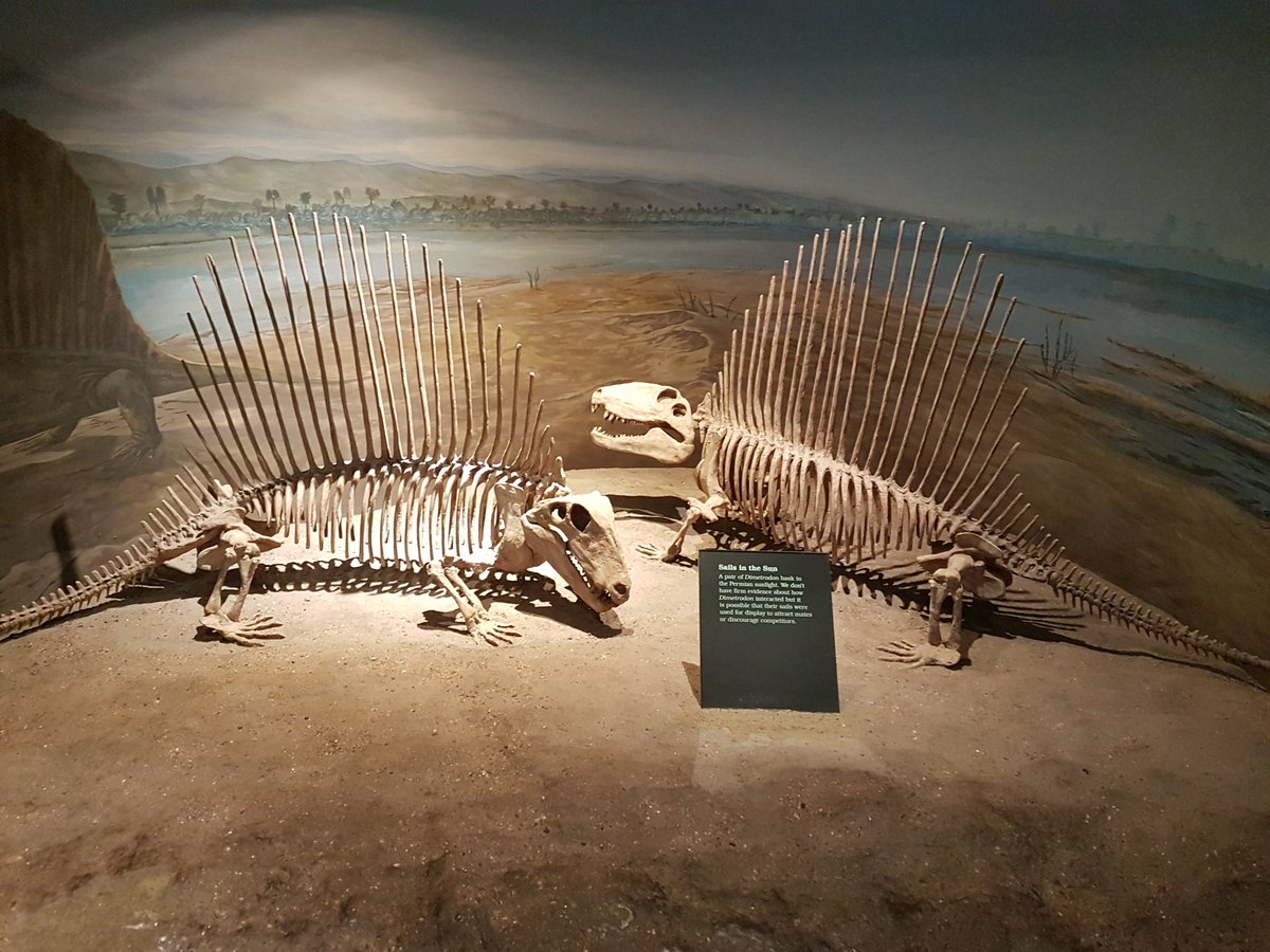 MarkPowersJ's tweet photo. Hello #FossilFriday friends! No #PALEO419 class this week due to reading week. So this week I visited the Royal Tyrrell Museum and got some pictures of their exploded skull Daspletosaurus! When classes start again we will be talking about synapsids, so enjoy token Dimetrodon. https://t.co/U1VIxBFbBq