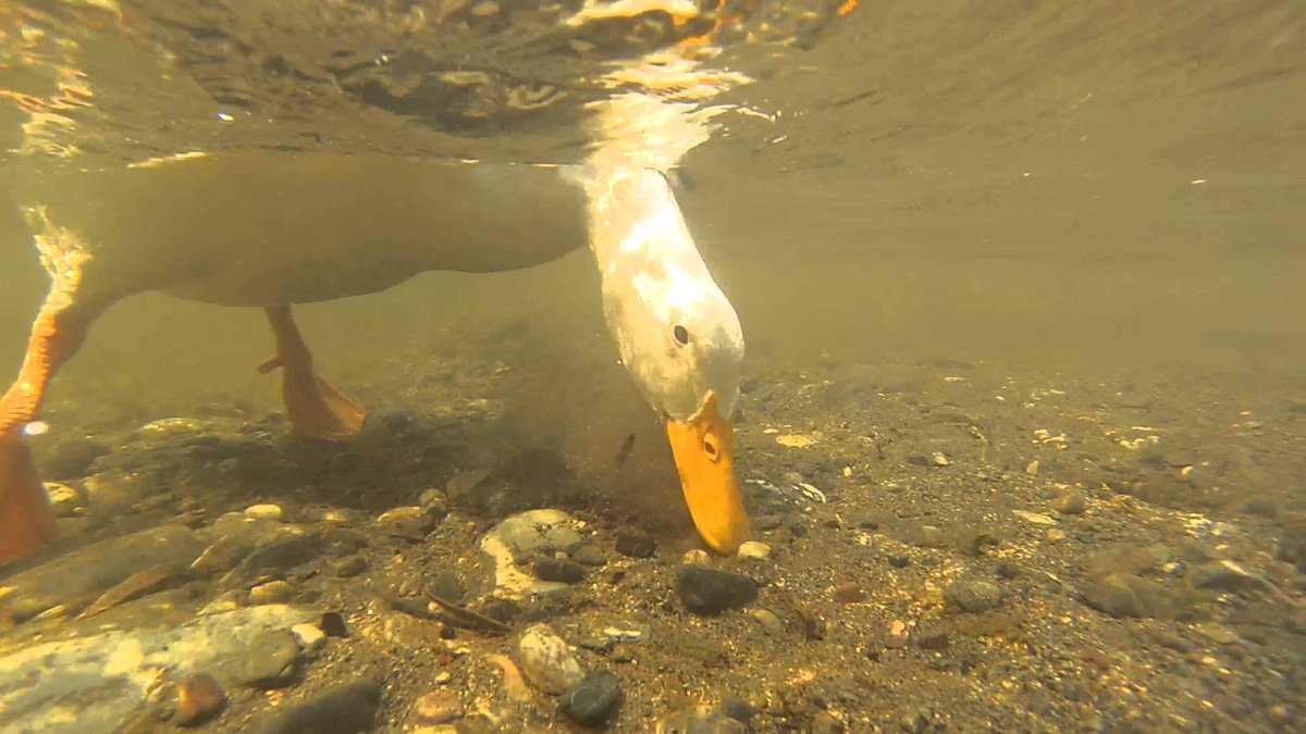 diver duck sounds diver duck sounds