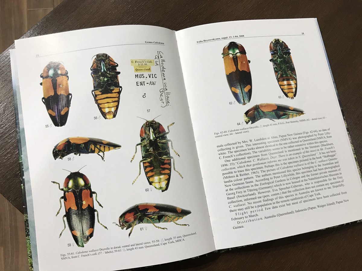 ムカシタマムシの勉強をしようと思って六本脚でこの本を買ったんです