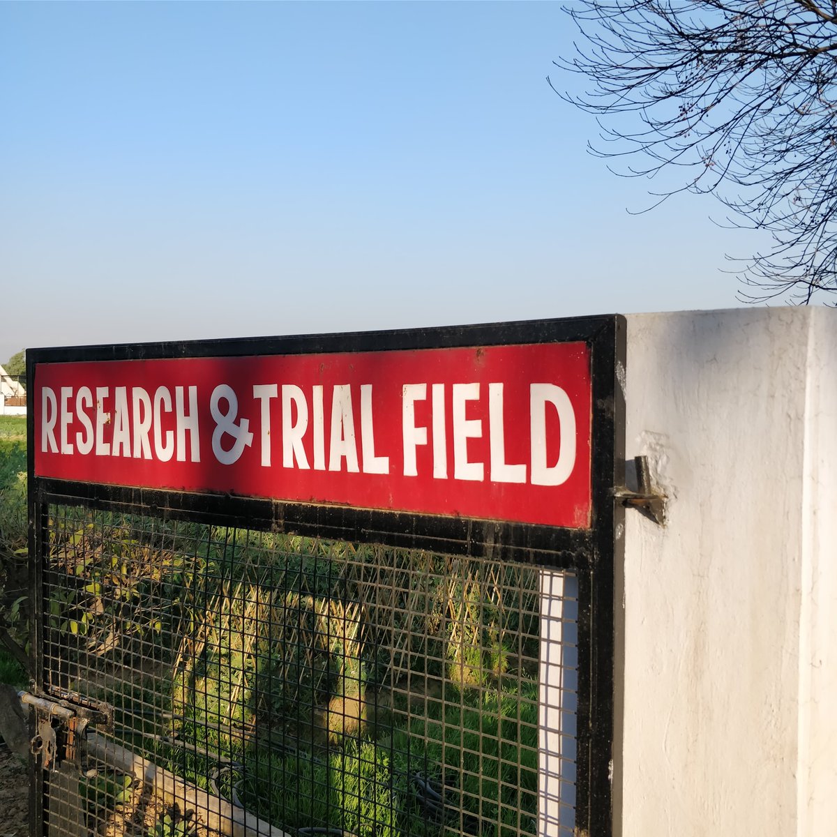 allthatgrows0's tweet photo. Sunny Friday's at AllThatGrows' Research and Trail field! #agriculture #natural #naturelovers #FridayFeeling https://t.co/MLNHmojNXs