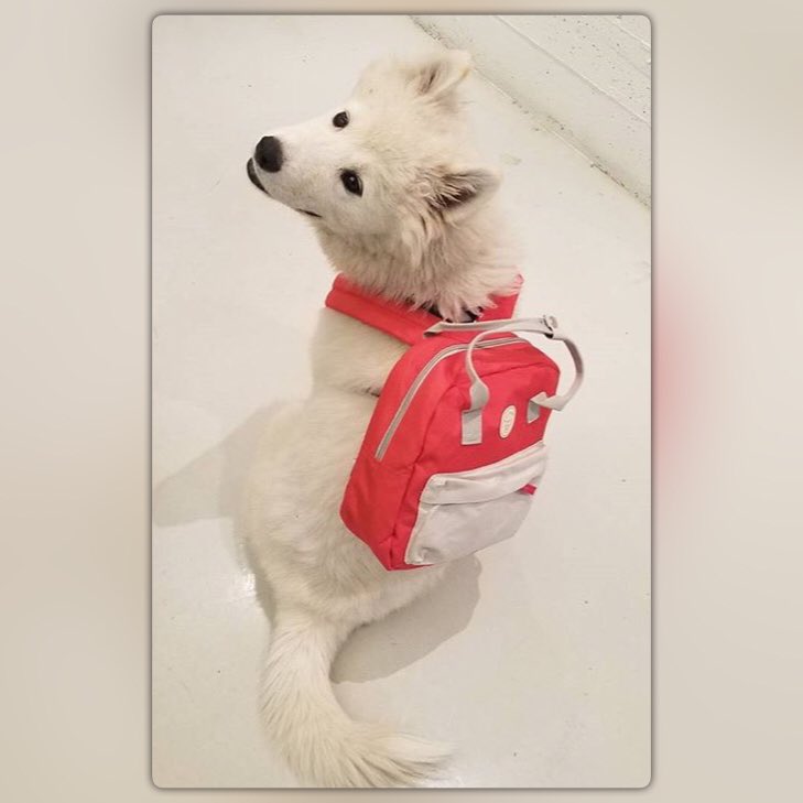 DANtheSamoyed🐶 tweet media