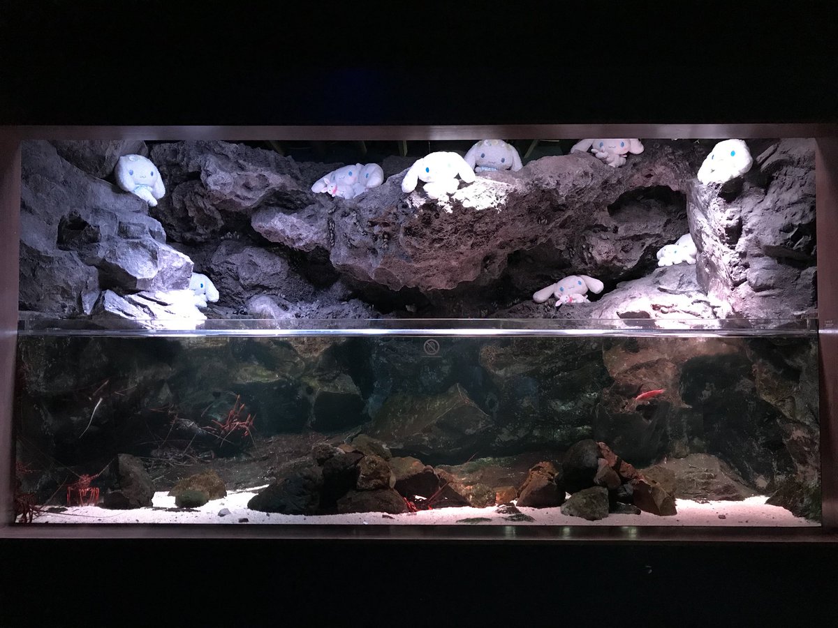 水族館とコラボ中のシナモロール ぬいぐるみの置き場所がどうかしていて笑ってしまう 何だこのシュールっぷりは Togetter