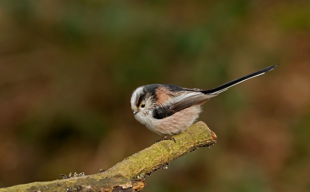 RT @johncaswell7: Long Tailed Tit @WorcsWT @WoodlandTrust @jessops @wildlife_uk @HDEWCameras