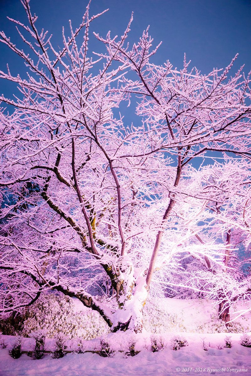 O Xrhsths Ryuuichi Yoneyama Sto Twitter 漫画ワンピースの 冬に咲く奇跡の桜 が現実にあるとしたら をイメージしてみましたが いかがでしょう 実物より誇張してます 着ぐるみさんかレイヤーさんが画面内におられたら説得力が増すかなぁ 冬に咲くさくらライト