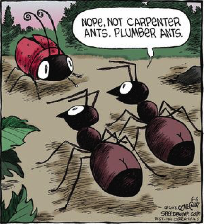 masters_pest's tweet photo. Carpenter ants probably do more damage to homes than termites. #FactFriday https://t.co/hX0tlNPvB2