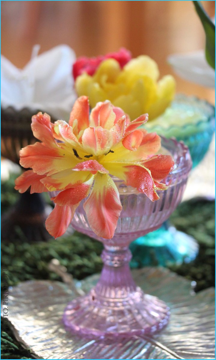 PKoppi's tweet photo. Have a nice weekend! Hyvää viikonloppua! #tulip #tulipa #tulppaani #kotimainentulppaani #kauniistikotimainen #mariskooli #iittala #homedekor #pirjokoppi #myhome #espoo #finland https://t.co/Men8XGdsXD