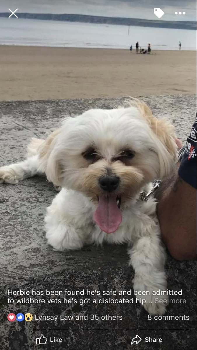 Retweet... Herbie has been found!! @Norbridgeschool @HodsockPriory